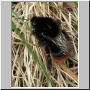 Bombus lapidarius - Steinhummel koenigin 01.jpg